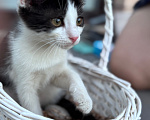 Кошки в Краснодаре: Игривая и очень ласковая девочка ищет новый дом! 🐾 Девочка, Бесплатно - фото 3