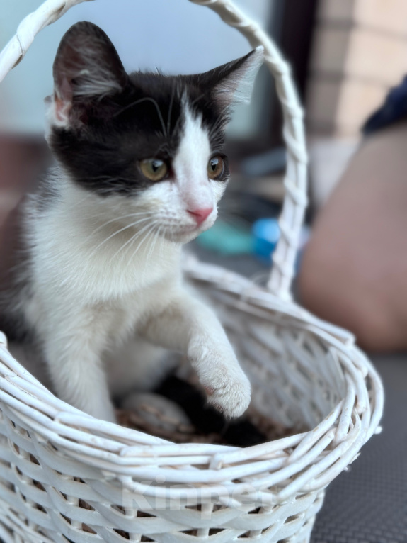 Кошки в Краснодаре: Игривая и очень ласковая девочка ищет новый дом! 🐾 Девочка, Бесплатно - фото 3