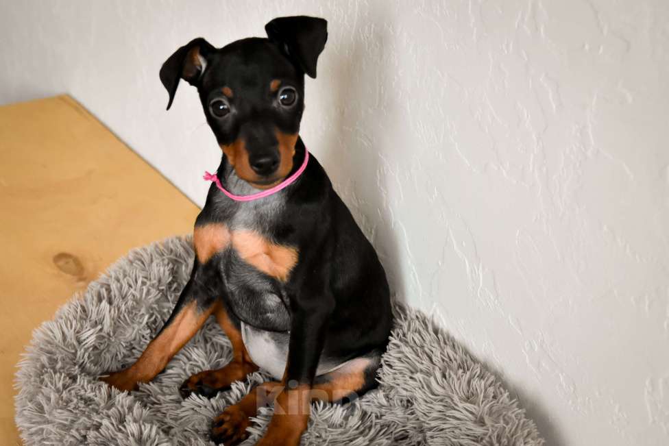 Собаки в Краснодаре: Щенки Цвергпинчер РКФ Разнополые, 40 000 руб. - фото 7