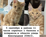 Кошки в Сочи: потерялся котенок, помогите найти добрые люди Мальчик, 5 000 руб. - фото 1