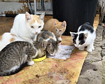 Кошки в других городах Самарской области: 🐱 Пять комочков счастья ищут дом!!!🆘 Разнополые, Бесплатно - фото 1