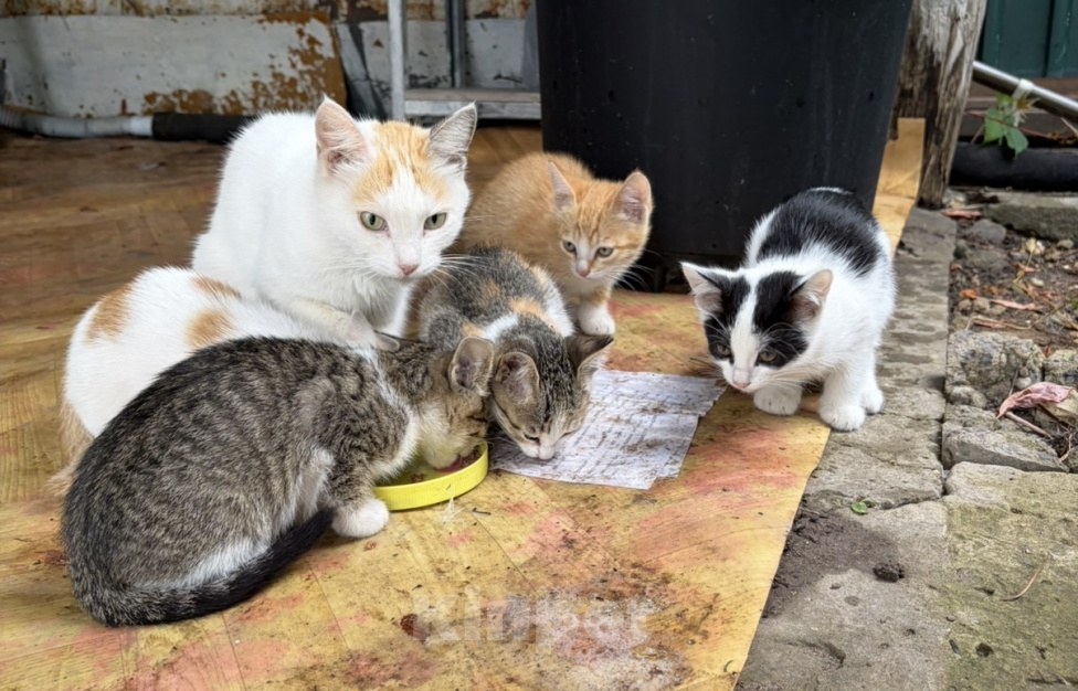 Кошки в других городах Самарской области: 🐱 Пять комочков счастья ищут дом!!!🆘 Разнополые, Бесплатно - фото 1