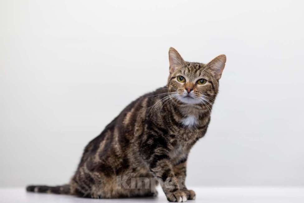 Кошки в Москве: Лисянский Мальчик, Бесплатно - фото 4