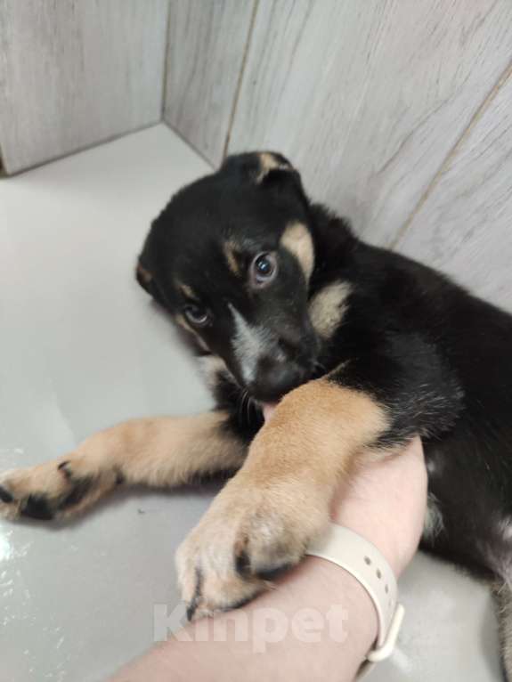 Собаки в Москве: Щенок Смешнявкин. Милота в поисках дома Мальчик, Бесплатно - фото 3