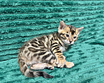 Кошки в Москве: Бенгальские котята Мальчик, 25 000 руб. - фото 2