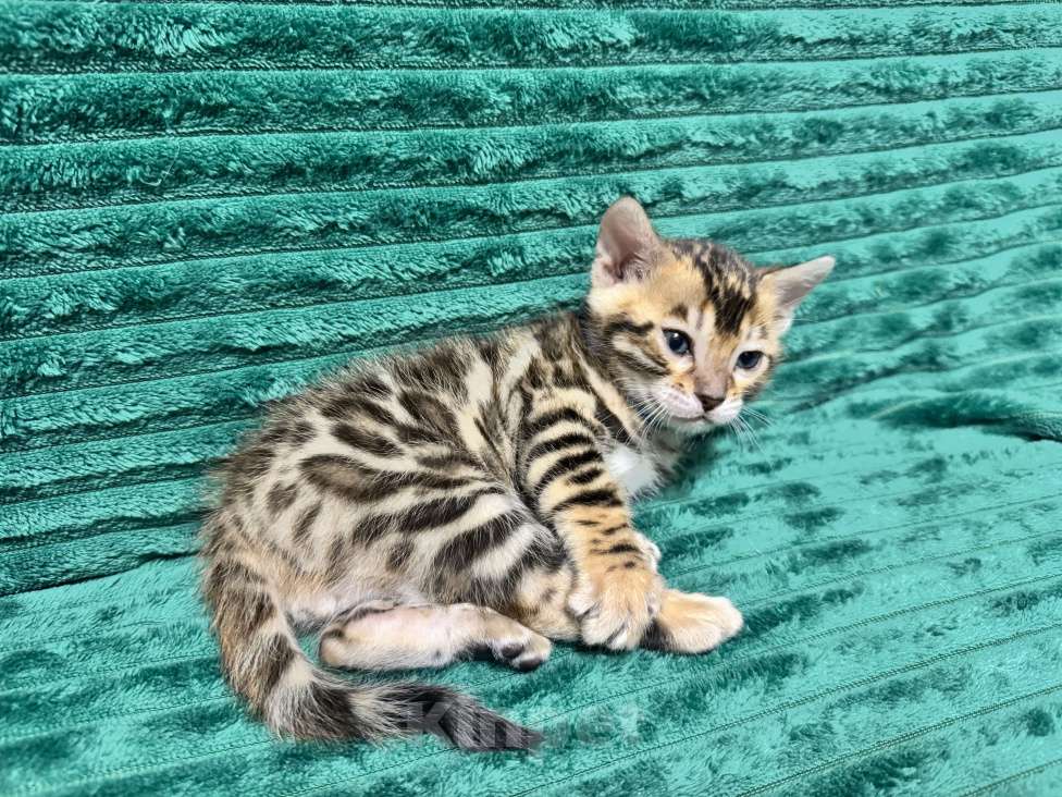 Кошки в Москве: Бенгальские котята Мальчик, 25 000 руб. - фото 2