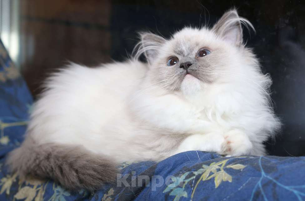 Кошки в Санкт-Петербурге: Рэгдолл котёнок Девочка, 50 000 руб. - фото 4