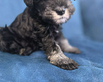 Собаки в Луховицах: Прадаже щенков цвергшнауцера Девочка, 40 000 руб. - фото 3