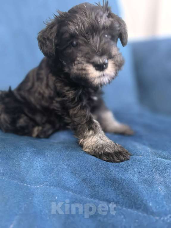 Собаки в Луховицах: Прадаже щенков цвергшнауцера Девочка, 40 000 руб. - фото 3