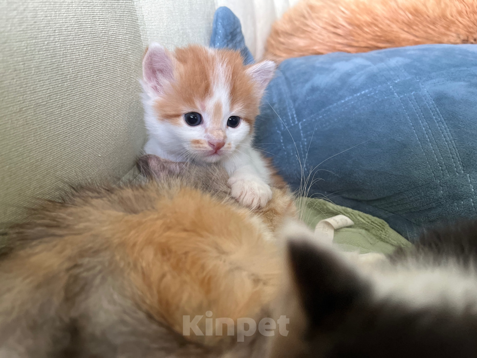 Кошки в Москве: Сибирский котенок, девочка Девочка, 35 000 руб. - фото 4
