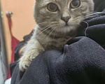 Кошки в Находке: Котёнок  Мальчик, Бесплатно - фото 3