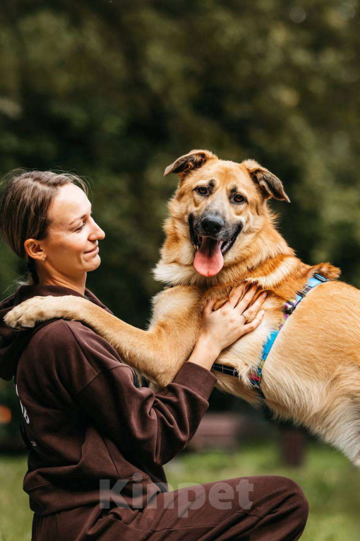 Собаки в Москве: Собака бесплатно Москва Мальчик, Бесплатно - фото 7
