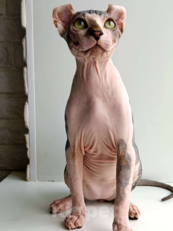Кошки в Нефтекамске: Котенок сфинкс эльф!  Мальчик, Бесплатно - фото 2