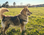 Собаки в других городах Московской области: Диггер ждет своего человека! Мальчик, Бесплатно - фото 2