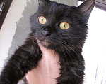 Кошки в Новохоперске: Котенок 4 мес. Девочка Девочка, Бесплатно - фото 2
