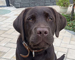 Собаки в Домодедово: Одам в добрые руки лабрадора шоколадного. 1,5 г Мальчик, Бесплатно - фото 1
