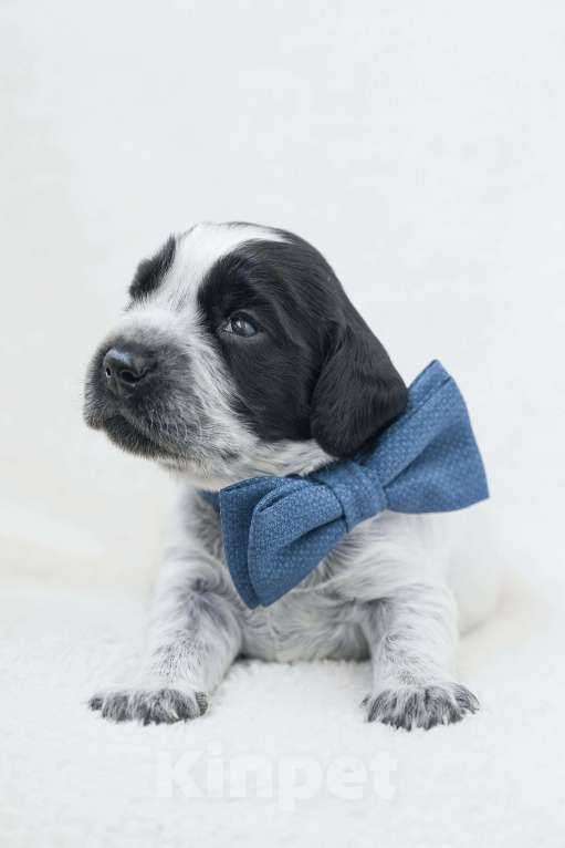 Собаки в Владивостоке: Щенки русского охотничьего спаниеля Мальчик, 50 000 руб. - фото 3