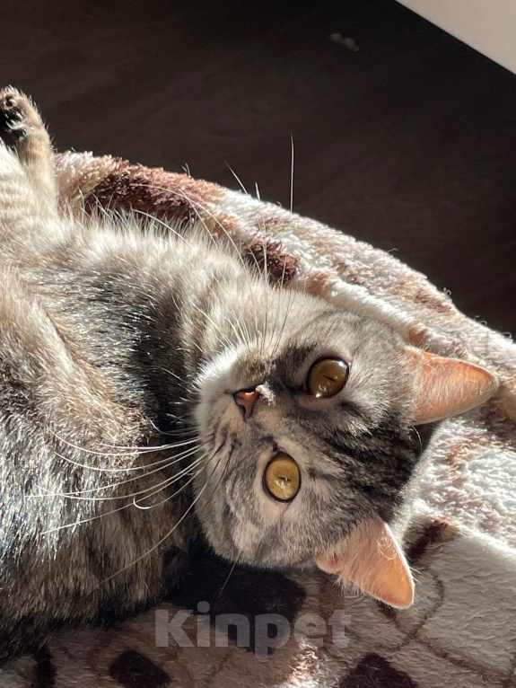 Кошки в Кудрово: Кошечка в добрые руки Девочка, Бесплатно - фото 3