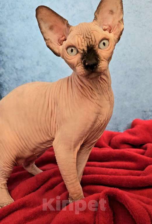 Кошки в Калининграде: Канадский сфинкс девочка с документами Девочка, 30 000 руб. - фото 4