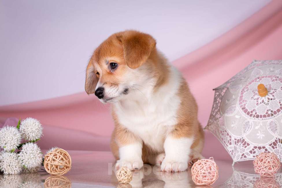 Собаки в Москве: Продам щенка вельш корги пемброк Девочка, 70 000 руб. - фото 3