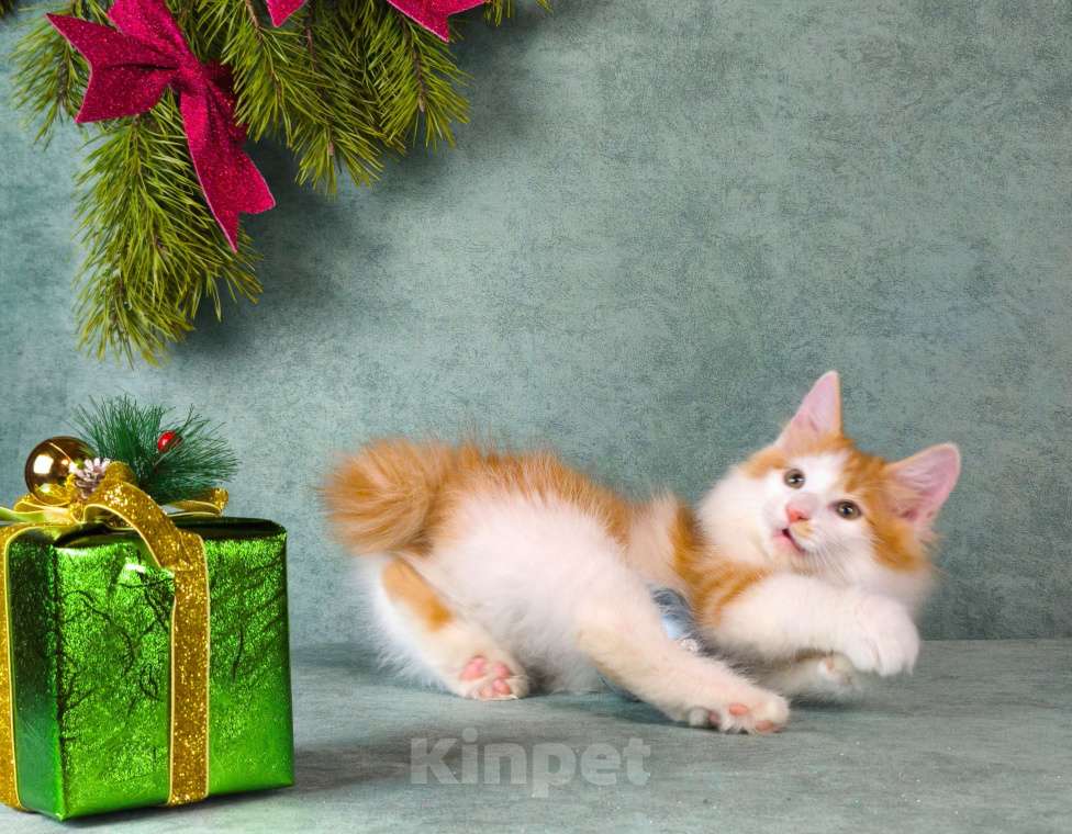 Кошки в Егорьевске: Курильский бобтейл Мальчик, 60 000 руб. - фото 4