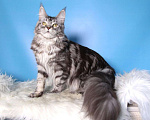 Кошки в Лодейном Поле: Кошка Мейн-Кун Рафаэлька  Девочка, 13 000 руб. - фото 3