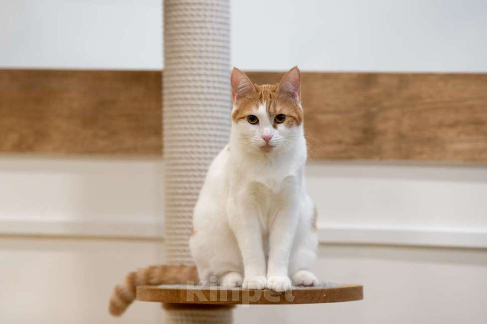 Кошки в Москве: котенок Злата в добрые руки Девочка, Бесплатно - фото 4