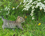 Кошки в Спасе-Клепике: Мальчик в дар Мальчик, Бесплатно - фото 6