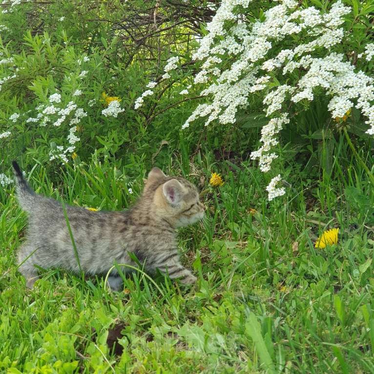 Кошки в Спасе-Клепике: Мальчик в дар Мальчик, Бесплатно - фото 6