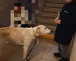 Собаки в Ставрополе: Нашлась собака Девочка, 1 руб. - фото 1