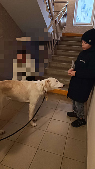 Объявление: Нашлась собака, 1 руб., Ставрополь