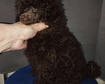 Собаки в Санкт-Петербурге: Той пудель шоколадный мальчик Мальчик, 85 000 руб. - фото 4