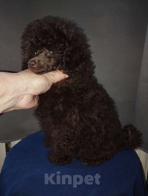 Собаки в Санкт-Петербурге: Той пудель шоколадный мальчик Мальчик, 85 000 руб. - фото 4