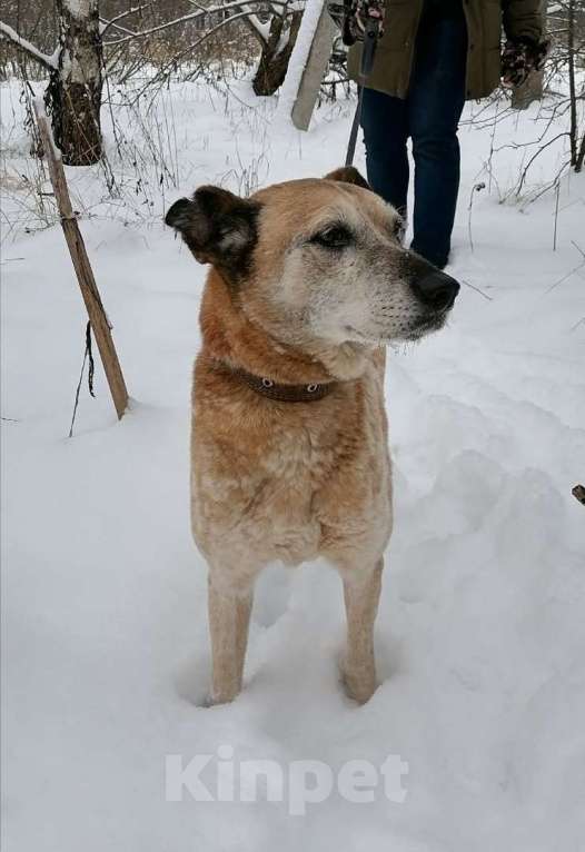 Собаки в Москве: Нельсон Мальчик, Бесплатно - фото 3