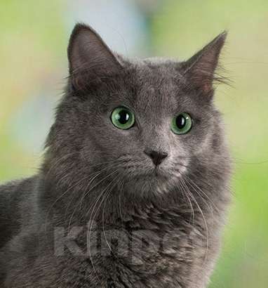 Кошки в Санкт-Петербурге: Котята нибелунги Девочка, 40 000 руб. - фото 8