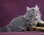 Кошки в Барнауле: Котик Юкотан💙 Мальчик, Бесплатно - фото 9