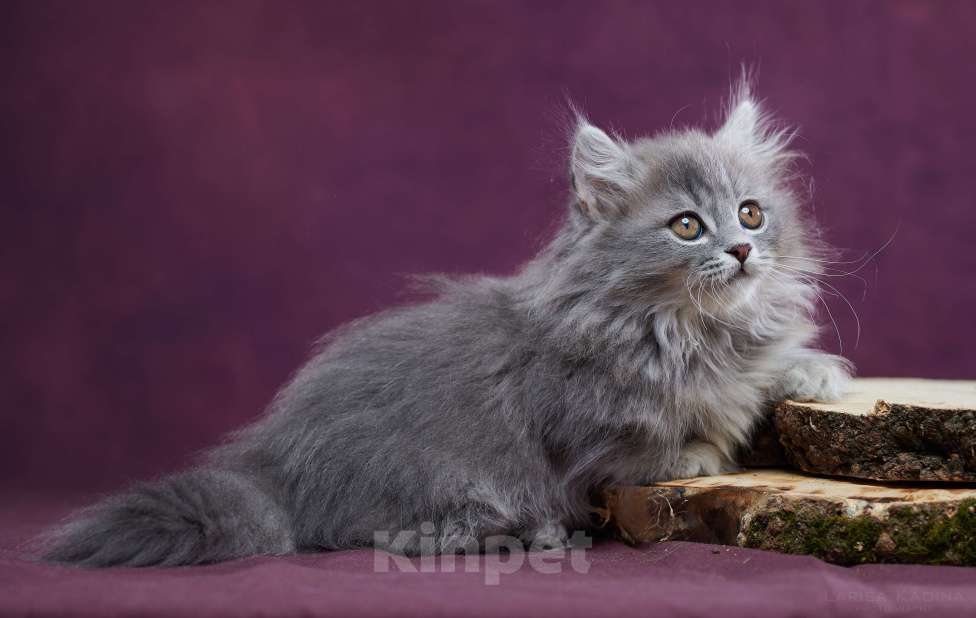 Кошки в Барнауле: Котик Юкотан💙 Мальчик, Бесплатно - фото 9