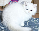 Кошки в Москве: Красавицы кошечки , снежное золото  Девочка, 22 000 руб. - фото 7