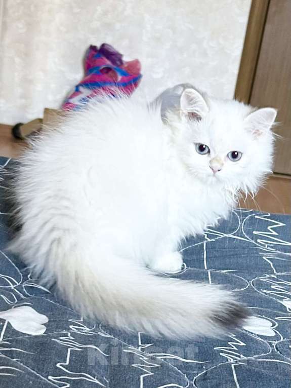 Кошки в Москве: Красавицы кошечки , снежное золото  Девочка, 22 000 руб. - фото 7