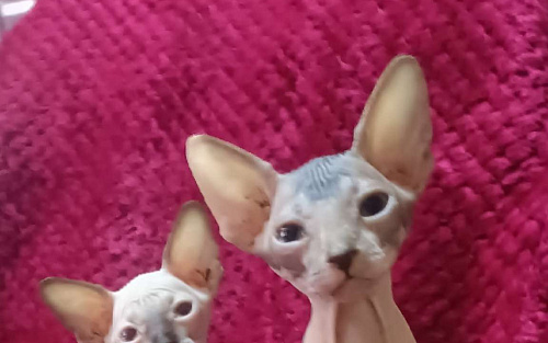 Сфинкс девочка