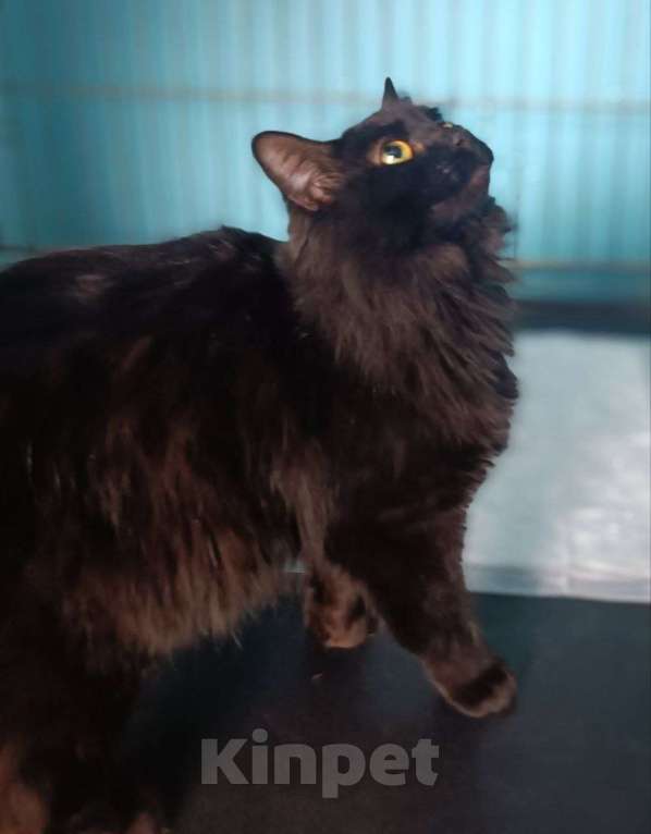 Кошки в Люберцах: Ищет дом очаровательная кошечка Чернышка Девочка, Бесплатно - фото 3