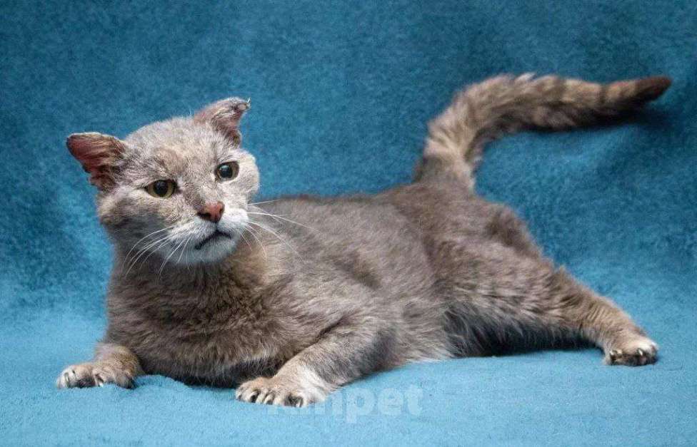 Кошки в Москве: Одинокий Шеги Мальчик, Бесплатно - фото 5