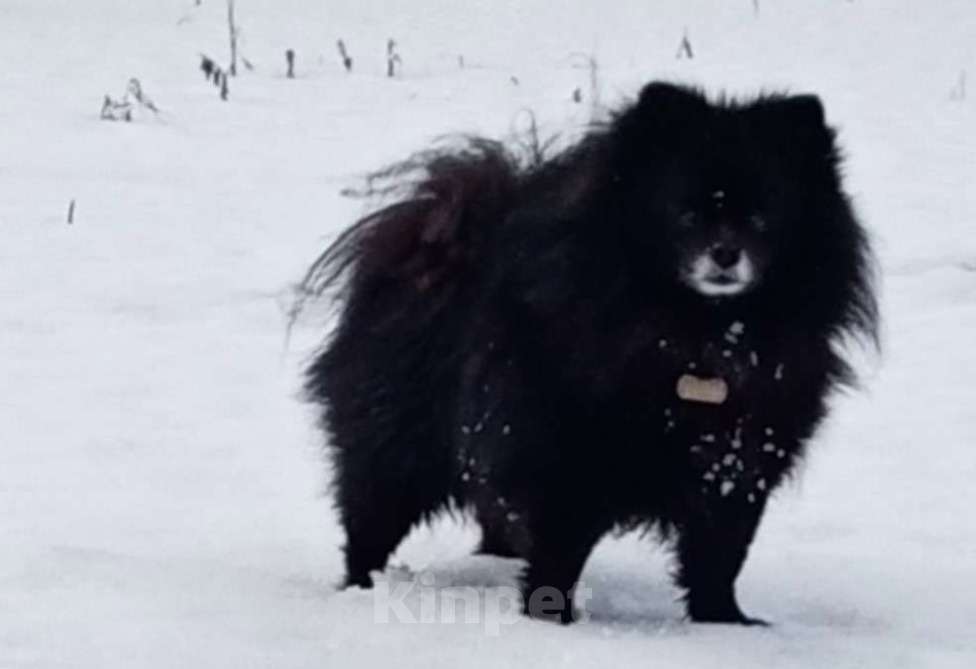 Собаки в Вологде: Малый немецкий шпиц, мальчик черный, документы РКФ Мальчик, 50 000 руб. - фото 4