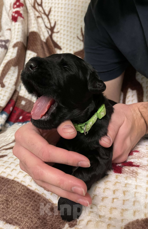 Собаки в Химках: Русский черный терьер, щенки  Девочка, 65 000 руб. - фото 6