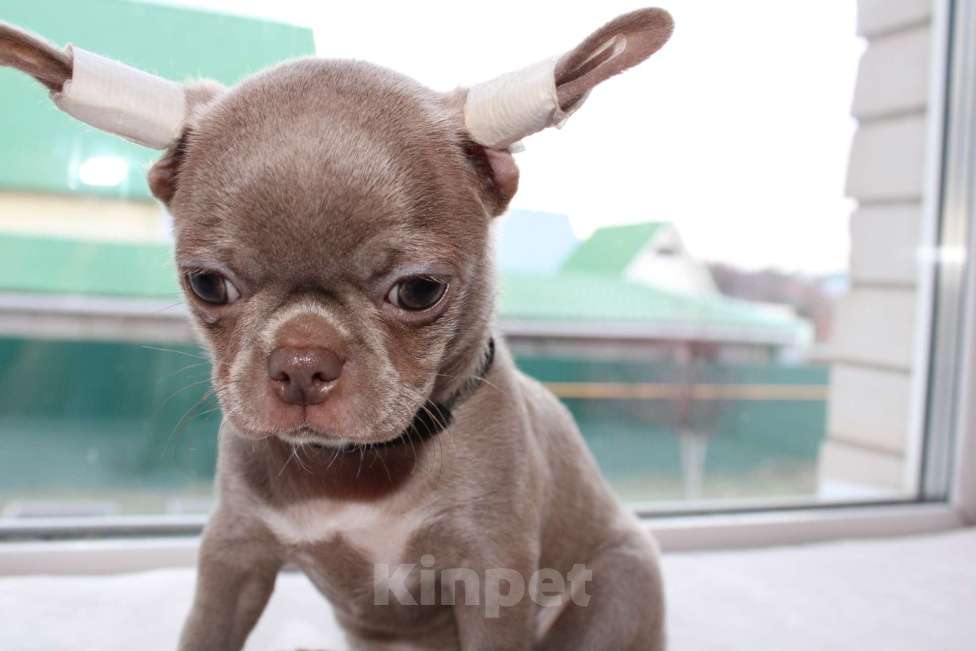 Собаки в Ижевске: Slon Мальчик, 65 000 руб. - фото 2