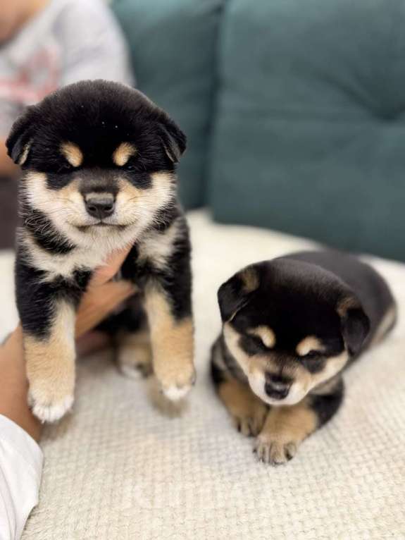 Собаки в Казани: Акира (Akira / 明) — «светлый, ясный» Мальчик, Бесплатно - фото 5