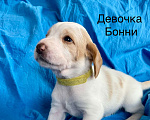 Собаки в Сочи: Щенки Эстонской гончей Девочка, Бесплатно - фото 1