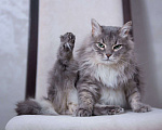 Кошки в Москве: Невероятной красоты котик Масик в добрые руки Мальчик, Бесплатно - фото 2
