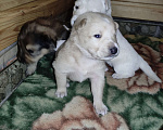 Собаки в Ижевске: Ищу хозяев Девочка, Бесплатно - фото 2