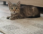 Кошки в Дмитрове: Маленький котенок ищет дом. Мальчик, Бесплатно - фото 2